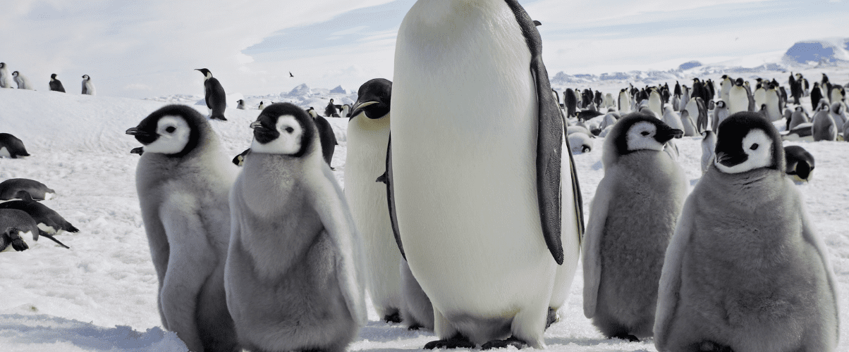 penguins